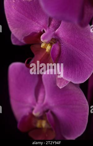 Orchidée Phalaenopsis en fleur vue de près Banque D'Images