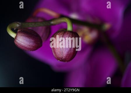 Orchidée Phalaenopsis en fleur vue de près Banque D'Images