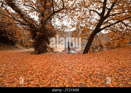 Paysage d'automne avec des myriades de feuilles tombées de grands chênes, dans la région montagneuse d'Arcadie, dans le Péloponnèse, Grèce, Europe. Banque D'Images