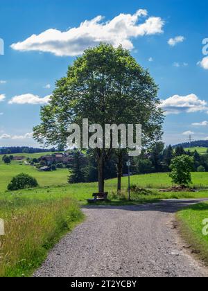 Arbre unique avec un banc de jardin à une fourche de route de gravier en Bavière estivale. Banque D'Images