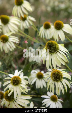 Arbuste d'échinacée en fleur vu de près Banque D'Images