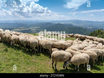 Moutons sur les sites du Puy du Dôme en Auvergne cachés du soleil, avec chaîne des puts exspansive. Il est bien connu par le parapente. Clermont Banque D'Images