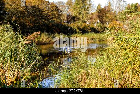 Dundee, Tayside, Écosse, Royaume-Uni. 22 octobre 2023. UK Météo : paysages d'automne dans le village Ardler de Dundee, en Écosse, après le blitz de tempête Babet du nord-est de l'Écosse. Après les tempêtes et les inondations, une combinaison de temps d'automne doux et de ciel bleu clair a créé un beau paysage automnal. Crédit : Dundee Photographics/Alamy Live News Banque D'Images