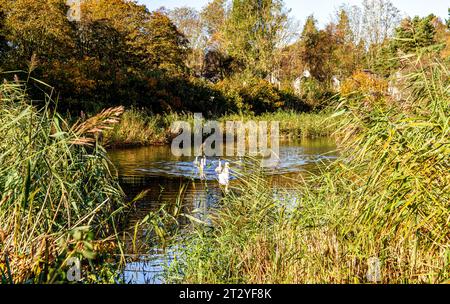 Dundee, Tayside, Écosse, Royaume-Uni. 22 octobre 2023. UK Météo : paysages d'automne dans le village Ardler de Dundee, en Écosse, après le blitz de tempête Babet du nord-est de l'Écosse. Après les tempêtes et les inondations, une combinaison de temps d'automne doux et de ciel bleu clair a créé un beau paysage automnal. Crédit : Dundee Photographics/Alamy Live News Banque D'Images