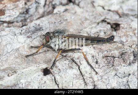 Chaloupe commune (Neoitamus cyanurus) mâle, Asilidae. Sussex, Royaume-Uni Banque D'Images