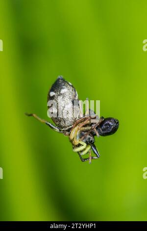 Paire accouplante Spider (Heliophanus flavipes) suspendue par de la soie. Salticidae. Sussex, Royaume-Uni Banque D'Images