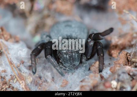 Araignée ladybird juvénile (Eresus walkenaerius), Eresidae, Arachnida Banque D'Images