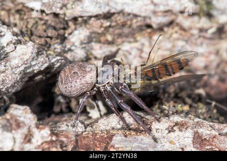 Rare mouche folle mangeuse d'araignée de crabe femelle (Xysticus acerbus), Thomisidae. Sussex, Royaume-Uni Banque D'Images