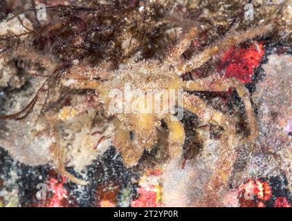 Crabe araignée Scorpion camouflé avec des éponges (Inachus dorsettensis), Inachidae, Decapoda, crustacé. Sussex, Royaume-Uni Banque D'Images