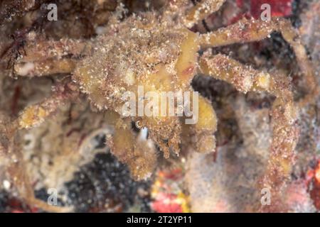 Crabe araignée Scorpion camouflé avec des éponges (Inachus dorsettensis), Inachidae, Decapoda, crustacé. Sussex, Royaume-Uni Banque D'Images