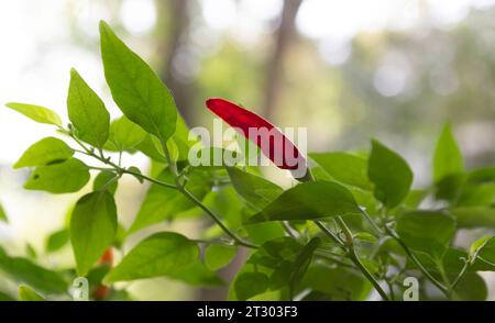 Piment rouge d'oeil d'oiseau ou piment thaïlandais et feuilles vertes Banque D'Images