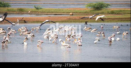 Oiseaux aquatiques dans un lac. Cigognes peintes, spatules, pélicans et aigrettes dans un lac Banque D'Images