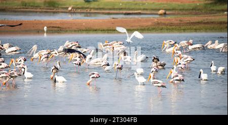 Oiseaux aquatiques dans un lac. Cigognes peintes, spatules, pélicans et aigrettes dans un lac Banque D'Images