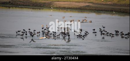 Oiseaux aquatiques dans un lac. Ibis brillant, spatules, pélicans et aigrettes dans un lac Banque D'Images