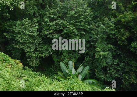 vue de dessus de l'arbre et de la feuille de bananier dans la forêt le jour de pluie Banque D'Images