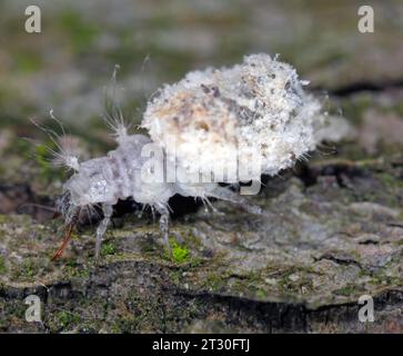 Larve lacunaire (Neuroptera : Chrysopidae) Chasseur d'insectes farineux et autres insectes smal, carcasses mortes de ses proies avec ses mues et sa saleté. Banque D'Images