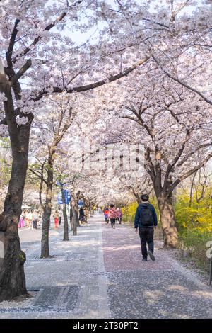 Séoul, Corée du Sud - 3 avril 2023 : les gens marchent le long de la rue au Yeongdeungpo Yeouido Spring Flower Festival, l'un des festivals annuels de fleurs de cerisier Banque D'Images