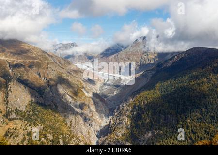 Grand glacier d'Aletsch vu de belalp avec des mélèzes. C'est le plus grand glacier des Alpes européennes Banque D'Images