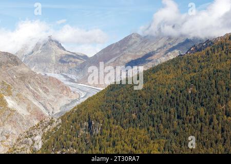 Grand glacier d'Aletsch vu de belalp avec des mélèzes. C'est le plus grand glacier des Alpes européennes Banque D'Images