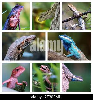 Un ensemble de photographies vibrantes avec de multiples espèces de lézards perchés sur les arbres et le feuillage Banque D'Images