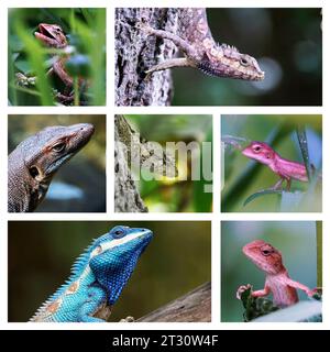 Un ensemble de photographies vibrantes avec de multiples espèces de lézards perchés sur les arbres et le feuillage Banque D'Images