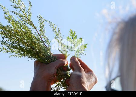 Einjähriger Beifuß, Einjähriger Beifuss, Kräuterernte, Ernte, Kräuter sammeln, Artemisia annua, Artemisia chamomilla, absinthe douce, annie douce, swe Banque D'Images