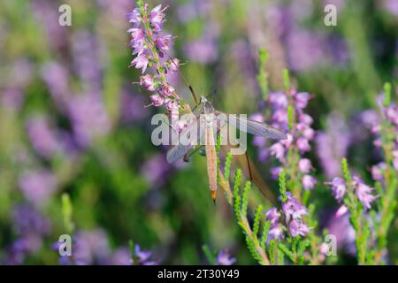 Wiesenschnake, Wiesen-Schnake, Schnake, Sumpfschnake, Schnake, Weibchen, Tipula paludosa, mouche de grue européenne, mouche de grue de marais, cranefly de prairie, gris d Banque D'Images