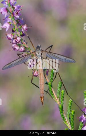 Wiesenschnake, Wiesen-Schnake, Schnake, Sumpfschnake, Schnake, Weibchen, Tipula paludosa, mouche de grue européenne, mouche de grue de marais, cranefly de prairie, gris d Banque D'Images