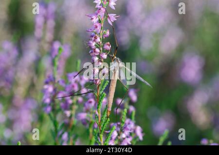 Wiesenschnake, Wiesen-Schnake, Schnake, Sumpfschnake, Schnake, Weibchen, Tipula paludosa, mouche de grue européenne, mouche de grue de marais, cranefly de prairie, gris d Banque D'Images