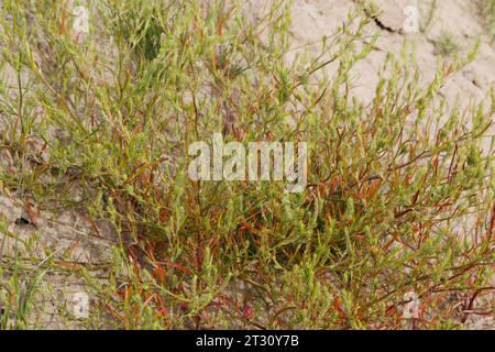 Ysopblättriger Wanzensame, Schmalflügeliger Wanzensame, Corispermum hyssopifolium, Corispermum leptopterum, Corispermum pallasii, Corispermum interné Banque D'Images