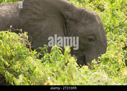 Éléphant africain nourri dans des broussailles denses, Addo Elephant Park, Afrique du Sud. Banque D'Images