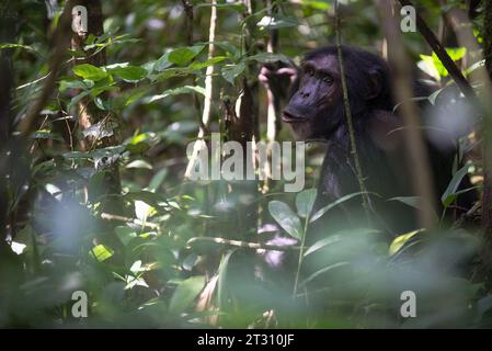 Pantalon de chimpanzé solitaire / appel au reste de son groupe, forêt de Kibale, Ouganda. Banque D'Images