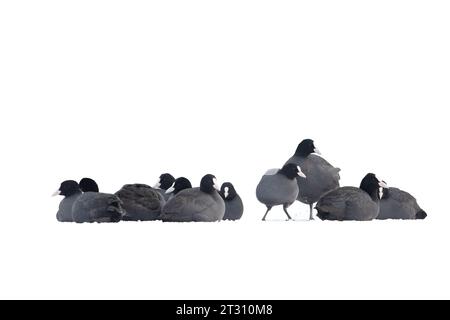 les cuisinières s'assoient dans un troupeau sur la neige se prélassant un jour d'hiver Banque D'Images