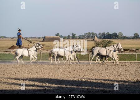 Démonstration d'équitation, cavalier debout sur les deux derniers chevaux d'une équipe de dix chevaux, Dunapataj, Puszta, Hongrie, Europe Banque D'Images