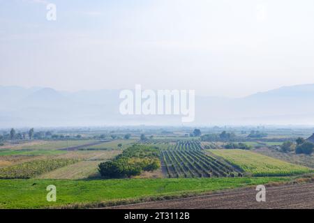 Champs de maïs, jardins potagers, vignes et montagnes dans le brouillard sur fond dans la plaine d'Ararat en Arménie le matin d'automne Banque D'Images