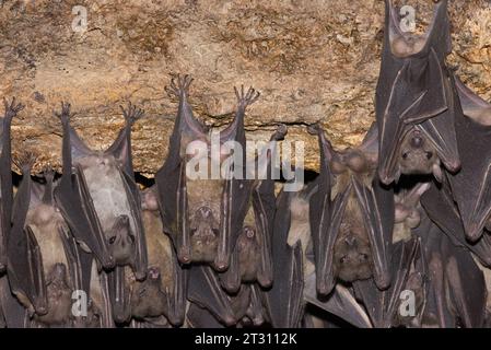 Chauve-souris égyptienne dans une grotte ougandaise. Les chauves-souris comme celles-ci sont mangées comme viande de brousse malgré l'hébergement de plusieurs virus qui peuvent être mortels pour les humains. Banque D'Images