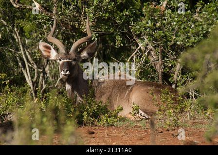 Mâle Greater Kudu mâchant alors qu'il est assis parmi les broussailles des bois dans le parc national d'Addo, en Afrique du Sud. Banque D'Images
