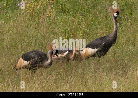 Famille de grues couronnées grises, parc national Queen Elizabeth, Ouganda. Banque D'Images