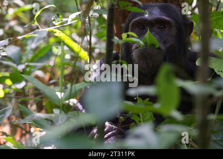 Chimpanzé adulte se détendant contre un arbre et mangeant une feuille, forêt de Kibale, Ouganda. Banque D'Images