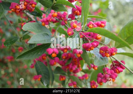 Euonymus europaeus ouvert ou fleurs de fuseau commun avec des fruits toxiques orange Banque D'Images