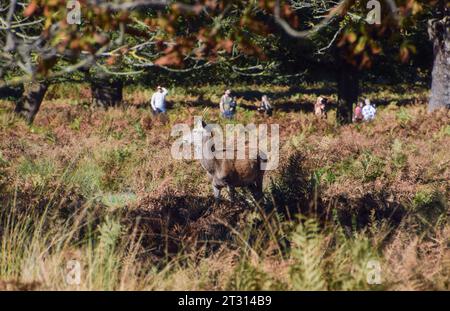 Londres, Angleterre, Royaume-Uni. 22 octobre 2023. Les visiteurs du parc admirent un cerf pendant la saison d'accouplement du cerf rouge, connu sous le nom d'ornière, dans le parc Richmond. (Image de crédit : © Vuk Valcic/ZUMA Press Wire) USAGE ÉDITORIAL SEULEMENT! Non destiné à UN USAGE commercial ! Banque D'Images