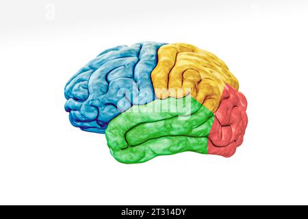 Lobes de cortex cérébral dans la vue de profil de couleur isolé sur fond blanc Illustration de rendu 3D précis. Anatomie cérébrale humaine, neurologie, neurosciences Banque D'Images