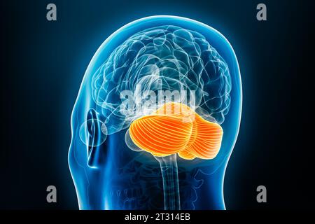 Vue arrière de radiographie de l'illustration de rendu 3D cervelet avec fond bleu. Anatomie du corps humain et du cerveau, médecine, biologie, science, neurosciences Banque D'Images