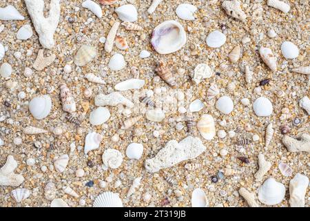 Coquillages et coraux sont dispersés sur le sable grossier, vue d'en haut. Beau fond de mer. Banque D'Images