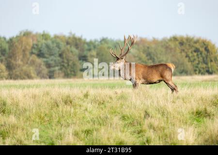 Cerf rouge capital, cervus elaphus, cerf regardant autour de son territoire sur la prairie dans la saison de l'ornière. Mammifère mâle dominant avec des bois foncés et forts Banque D'Images