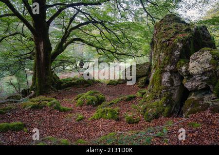 Belle forêt de hêtres avec de grands arbres et d'énormes rochers le long du chemin, pays Basque, Espagne. Banque D'Images