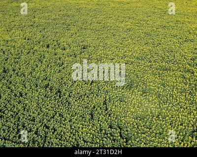 Champ de tournesol par jour ensoleillé, vue aérienne. Champ de ferme planté de tournesols, paysage agricole. Banque D'Images