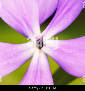 Gros plan de la plus grande periwinkle (vinca major). Cinq pétales violets en forme de pervenche, gros plan. Banque D'Images