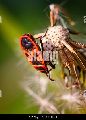 Insecte rouge de feu sur la tige d'une plante, gros plan. Macro photo d'un insecte. Banque D'Images