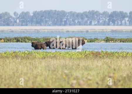 Les bisons européens pataugent à côté des terres maritimes néerlandaises dans la zone de réactivation des zones humides côtières à Slikken van de Heen. Banque D'Images